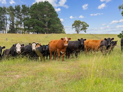 1199 Mayfield Road, Braidwood