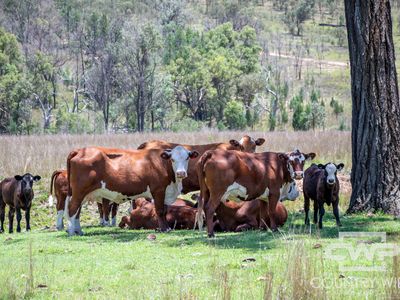 9699 Bruxner Highway, Bonshaw