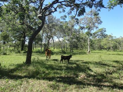 Poison Creek Road, Cooktown