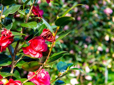 21 Sullivan Rd, Burradoo