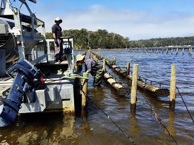 100 Cockle Creek Road, Recherche