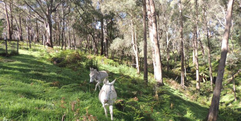 11 / Tames Road, Strathbogie