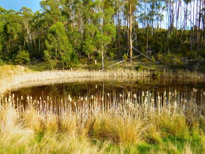 30 Acres Off Abbots Road, Nicholls Rivulet