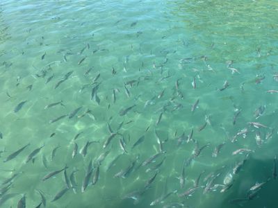 40 Hillcrest Avenue , Tweed Heads South