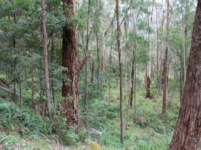 Lot 3 Lot 3 Cedar Springs Road, Kangaroo Valley