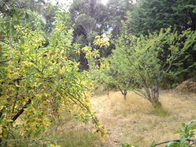 Lot 1 Lanes Road, Glen Huon
