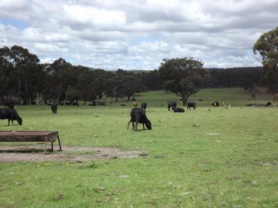 392 Carrot Farm Road, Deepwater