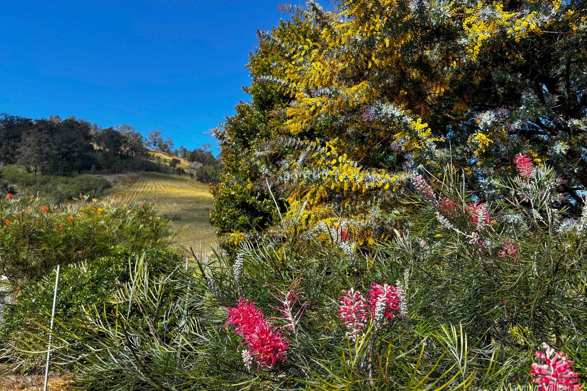 205 Borserio Drive, Mount George