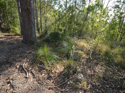 135 West Eumundi Road, Eerwah Vale