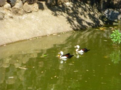 94 Hutchinson Street, Cooktown