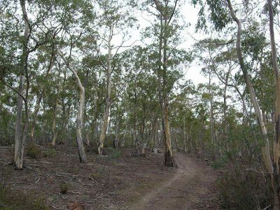 Ellendale Road, Westerway