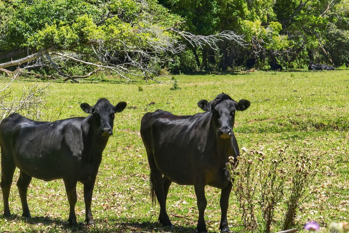 26 Cherry Tree Lane, Waitui