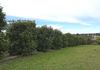 Molong