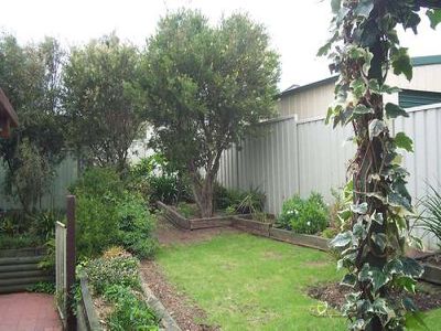 Blackbutt