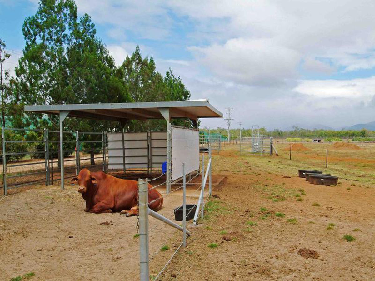 Mareeba