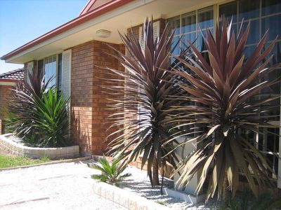 Blackbutt