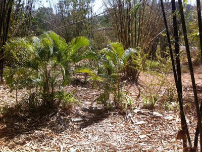 423 Paluma Road, Woodwark