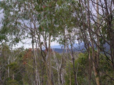Ellendale Road, Westerway