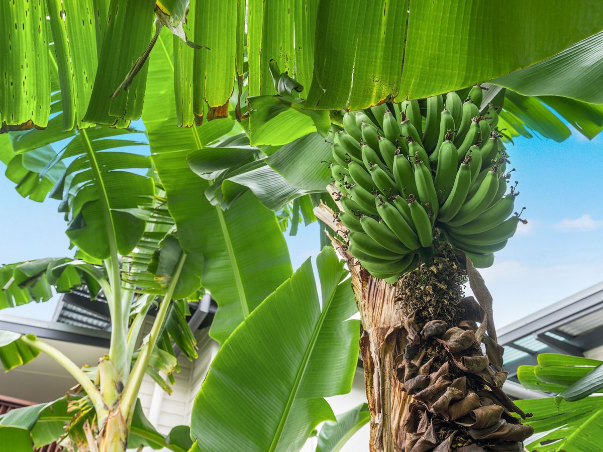 10 Lorikeet Lane, Mullumbimby