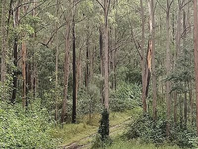 702 Comboyne Road, Byabarra