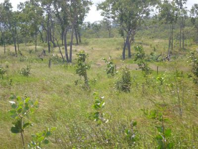 2 Flaggy Road, Cooktown