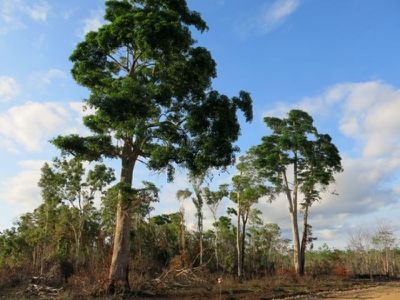 Lot 11 Isabella Mcivor Road, Hope Vale