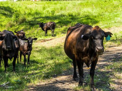 1740  Nimbin Road, Koonorigan