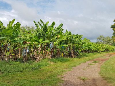 544 Packsaddle Road, Kununurra