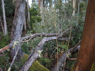 Lot 1 Kalonga Road, Nicholls Rivulet