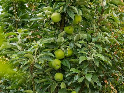 2 Max Young Drive, Mount Gambier