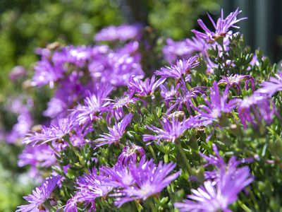 36 Golden Wattle Drive, Ulladulla