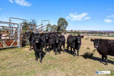 249 TOP SOMERTON ROAD, Attunga