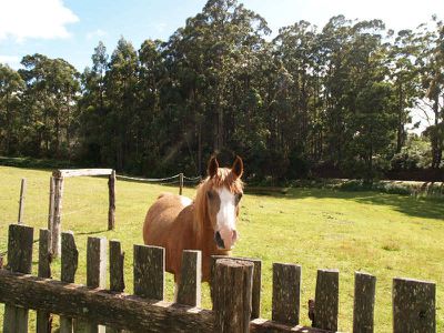 153 Police Point Road, Glendevie