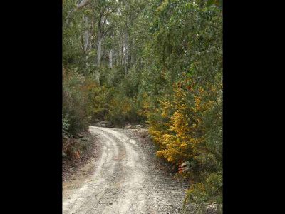 Tobys Hill Road, Cygnet