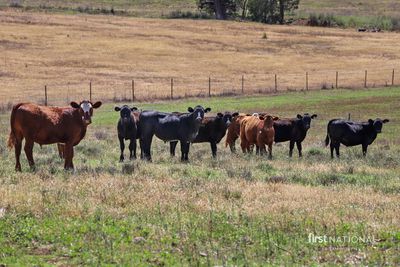 503 Garthowen Road, Attunga