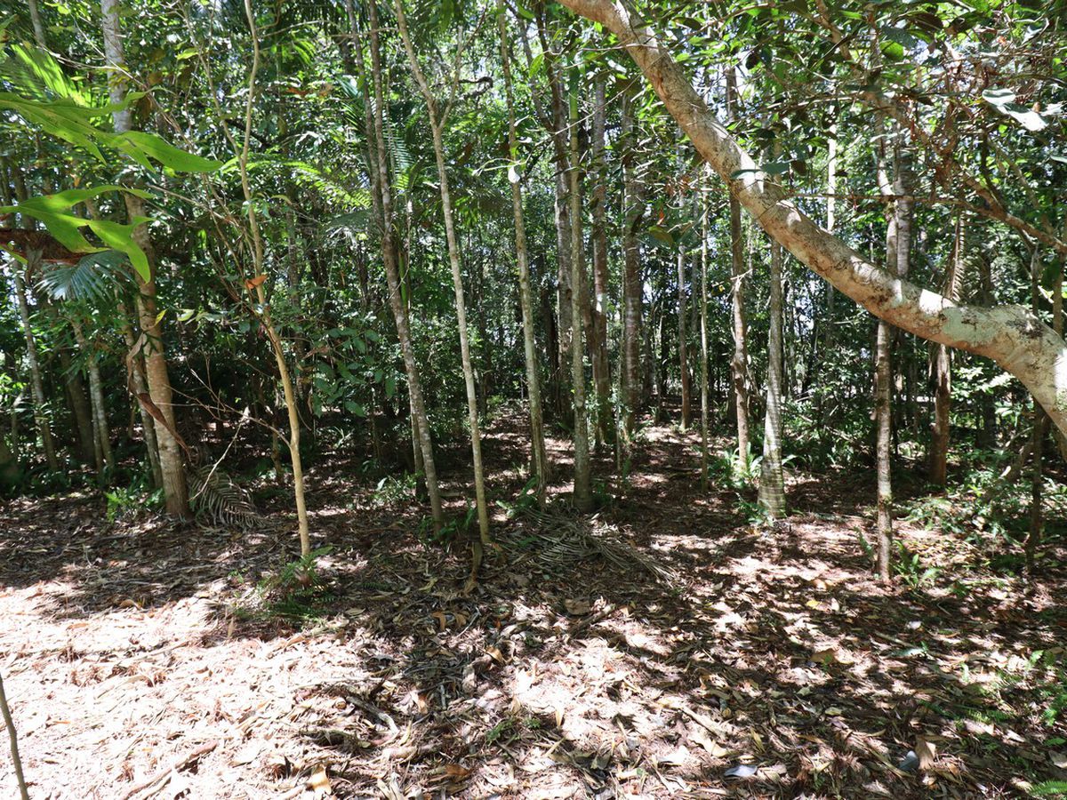 38 Mathers Road, Malanda