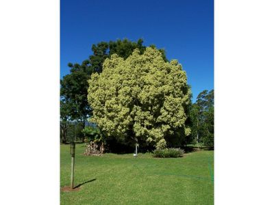 Maleny