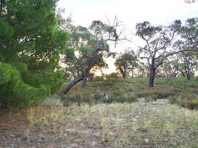 Lot 6, John McPhees Drive, Toolondo