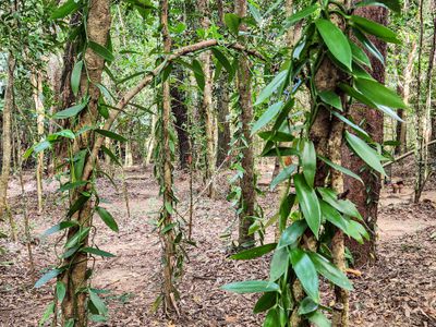 2583  Isabella McIvor Road , Cooktown