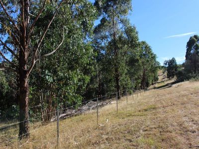 Lot 8, Wild Dog Road, Merrijig