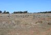 Back Trundle Road, Parkes