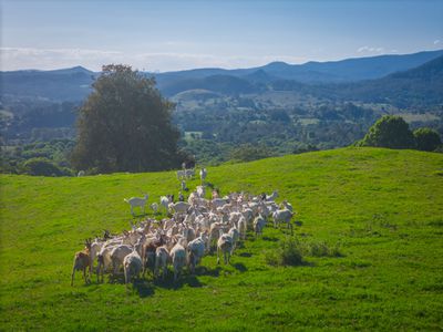 392 TUNTABLE FALLS ROAD, Nimbin