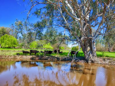 . Murray Valley Highway, Bonegilla