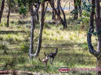 7 - 26 Marshall Way, Emmaville