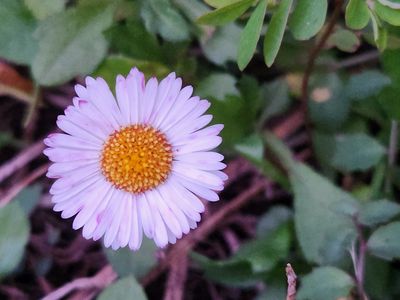 427 Shaws Road, Hollisdale