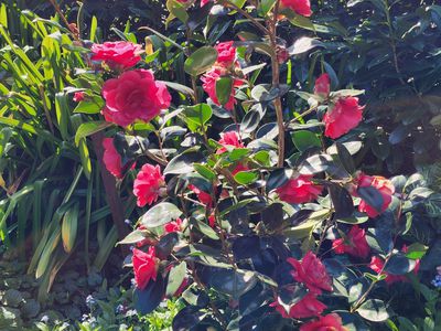 21 Sullivan Rd, Burradoo