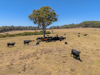 202 Dingo Flat Road, Tingledale