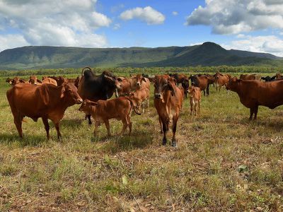 125 Flaggy Road, Cooktown