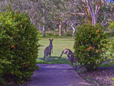 96 Teewah Beach Road, Noosa North Shore