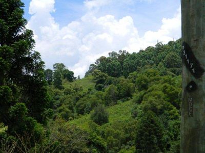 Maleny